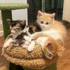 toebeansinc