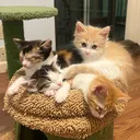 @toebeansinc
