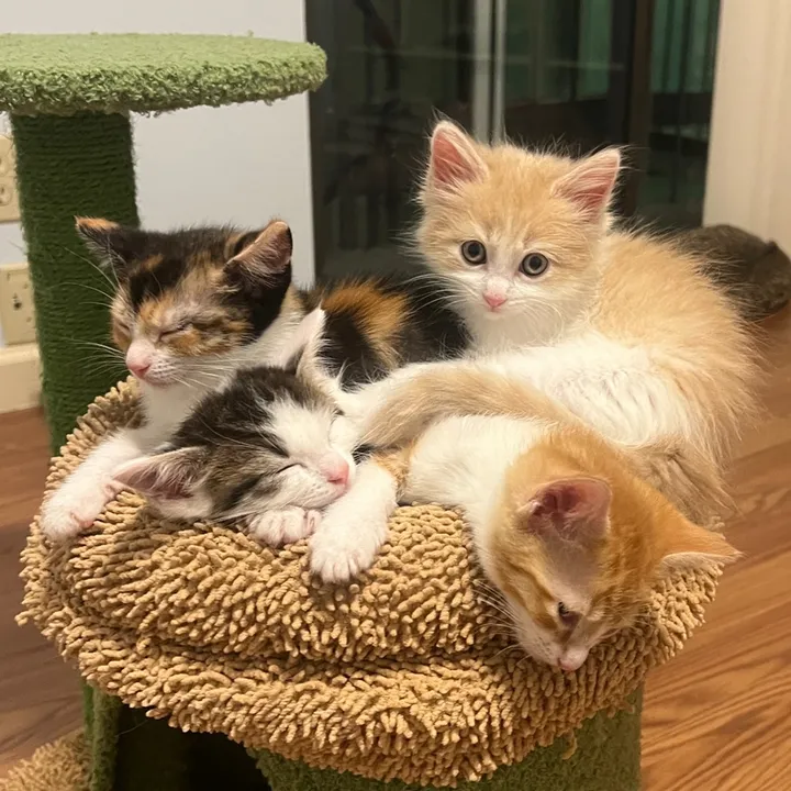 @toebeansinc