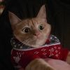 catnamedhoney