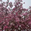 dydayi