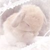 little_princess.pinky