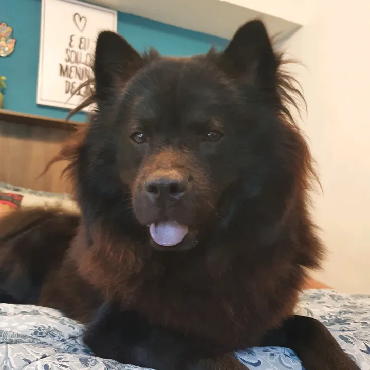 fridachowchow