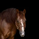 @supermarioostallion