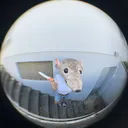 @ratttisback