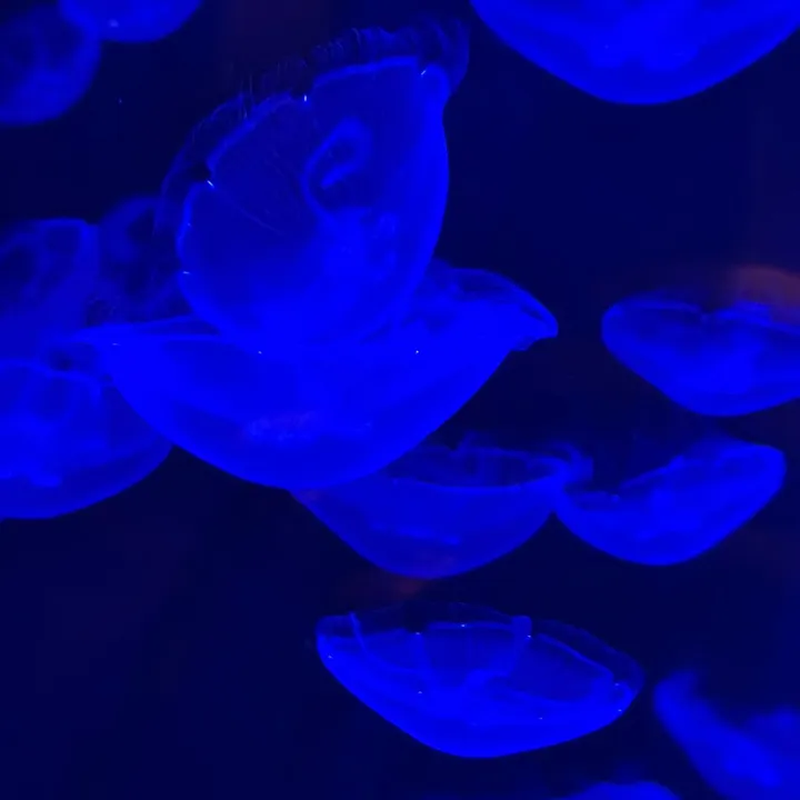 shellfishmarines