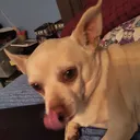 @yaboivinchgaming