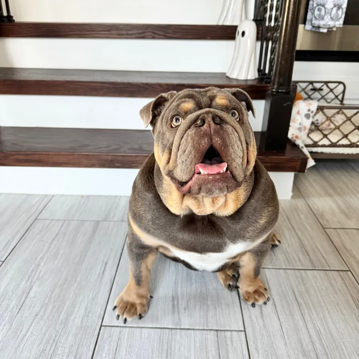 rawlsthebulldog