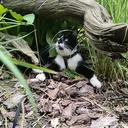 @catcomunitty_