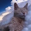 mellow_the_meow