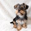 benjietheyorkie