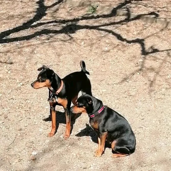 losquillitos