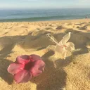 @iceeeboo