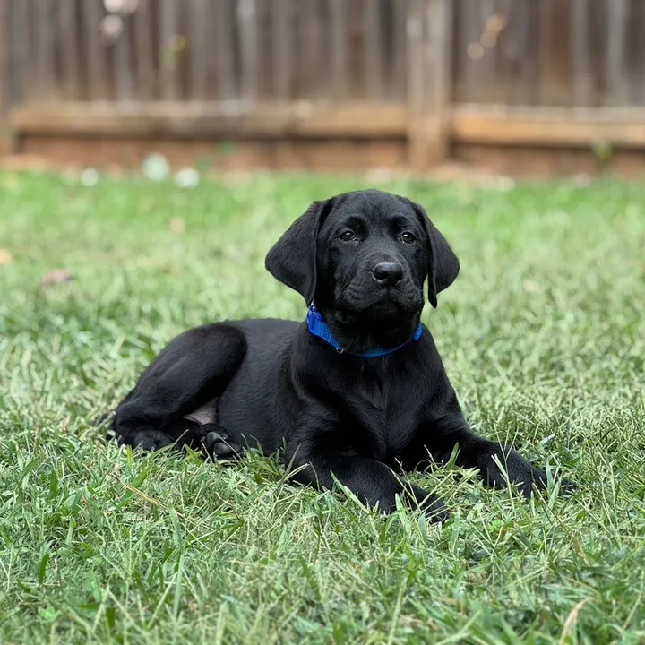 hankthetank_lab_