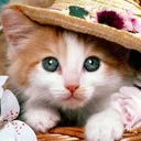 @lovepets_001