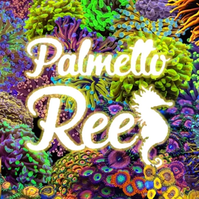 palmettoreef