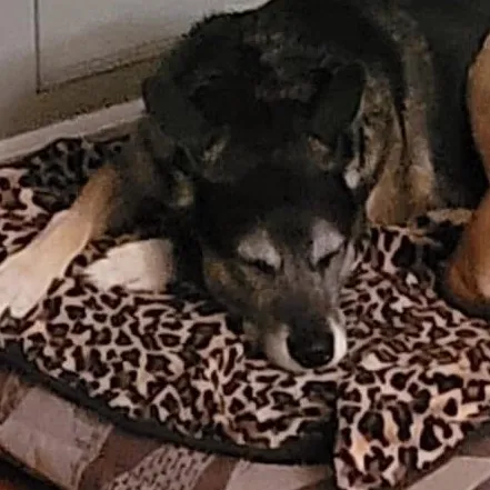 my..dog.amy