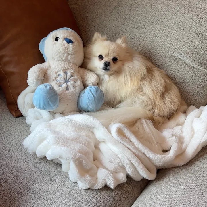 beingmilothepom