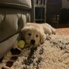 i_play_adopt_me43