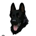 @69elperro