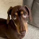 @winstonthewiener0