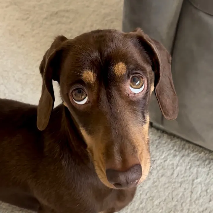 @winstonthewiener0