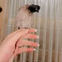 @afreen771