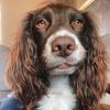 woody_the_englishcocker