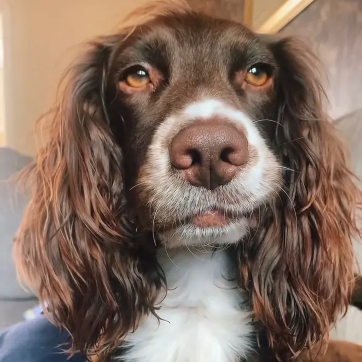 woody_the_englishcocker