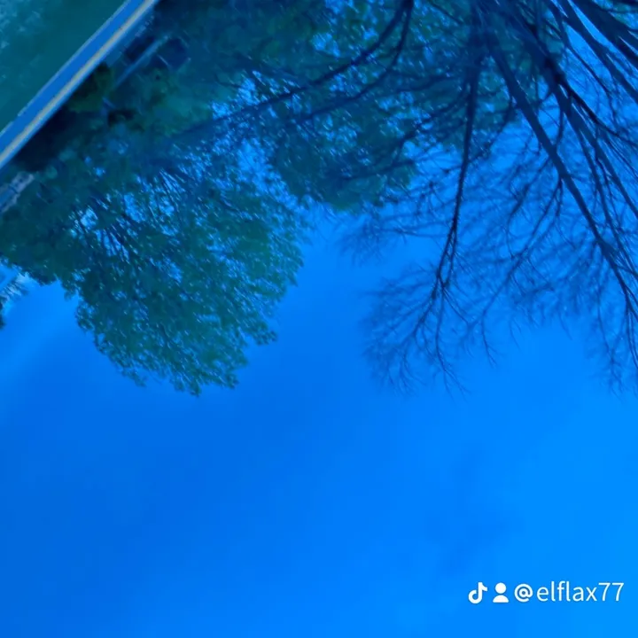 @elflax77