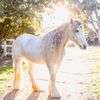 the.posh.unicorn