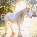 @the.posh.unicorn