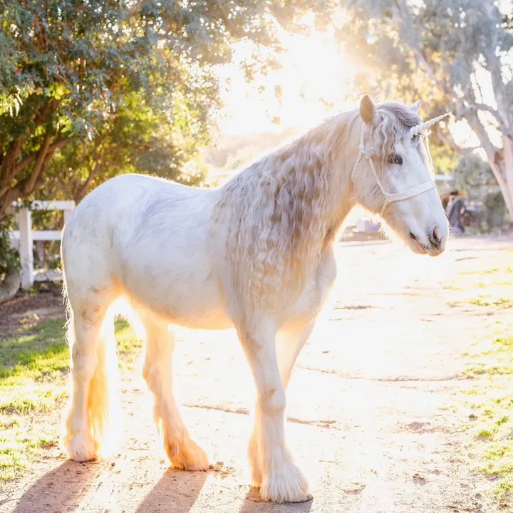 @the.posh.unicorn