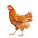 @ethanmuth69