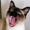 titan.cat