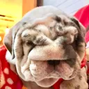 @destroyers_bulldogs