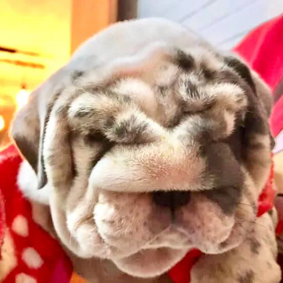 @destroyers_bulldogs