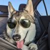 cosmo.the.husky4