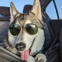 @cosmo.the.husky4