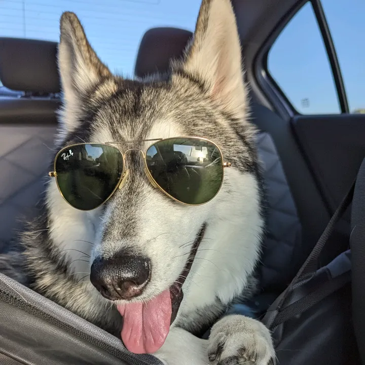 cosmo.the.husky4
