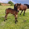 horseskonin