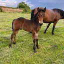 @horseskonin