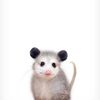 rodents.withrose