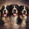 bramblethebernese