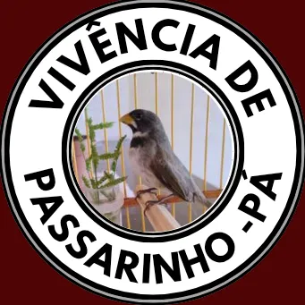@vivenci4depassarino2