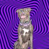 that.mutt.amora_444
