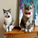 @bellkittiesmom