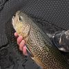 alfie_fishes_