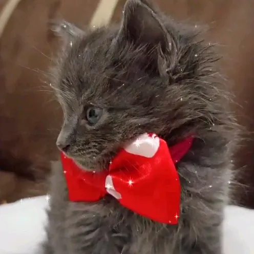 @gato_orion