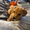 adopt.me.i.am.cute